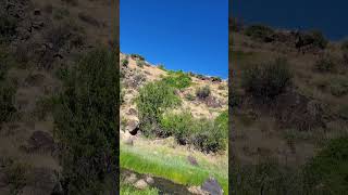 71523 hike New Mexico desertmountain terrain scenic ✨️nature mountain desert video hiking [upl. by Gusella61]