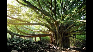 THE BANYAN TREE [upl. by Felicie]