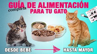 GUÍA de ALIMENTACIÓN PARA GATOS de todas las edades 🐱  Tomas y cantidad en toda la vida de tu gato [upl. by Markowitz]