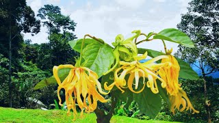 Ylang ylang Conheça os principais beneficios e usos do seu delicado óleo essencial [upl. by Irim]