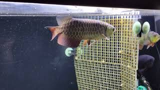 Blue Base Crossback VLOG  Week8 2024602 Food Change Silver Pomfret Status [upl. by Nauqyaj681]