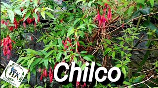 Chilco  Fuchsia magellanica Guia Basica🌱 [upl. by Stieglitz]