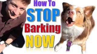 How to Teach Your Dog Not to Bark Humanely and Effectively 3 Things You Can Do Right Now [upl. by Ru800]