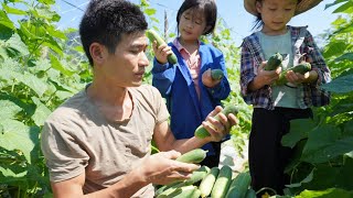 Orphans lives  Harvesting cucumbers to sell The daily life of a single father [upl. by Fem]