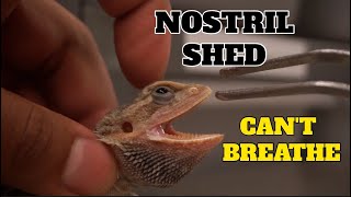 Cleaning Of Bearded Dragons Nostril  Taking out Shed [upl. by Nahtanaj674]