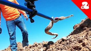 Rattlesnakes Discovered Under A House [upl. by Esbensen]