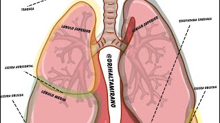 Auscultación Pulmonar shorts auscultation pulmones dontsmoke cuidatuspulmones pulmonary [upl. by Bently]