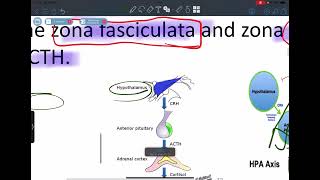 Endocrine pathology lecture 3 adrenal gland [upl. by Eidaj]