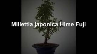 Bonsai Millettia japonica Hime Fuji [upl. by Darrick]