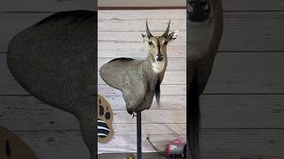 Making a Nilgai mount 🐂 taxidermy nilgai bluebull taxidermyart [upl. by Arat]