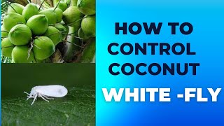 පොල් වගාවේ සුදු මැස්සාගේ හානිය පාලනය කරමු How to Control WhiteFly attack to Coconut coconutwhitef [upl. by Anitap215]