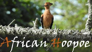 African Hoopoe Upupa africana Bird Call amp Video  African Hoopoes Sound  Stories Of The Kruger [upl. by Muhcan]