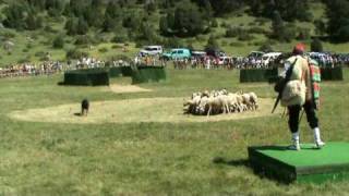 XXI Concurs de Gossos dAtura  Andorra [upl. by Dael]