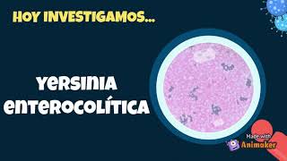 Yersinia Enterocolitica y la yersiniosis 🦠 Bajo el microscopio [upl. by Noswad641]