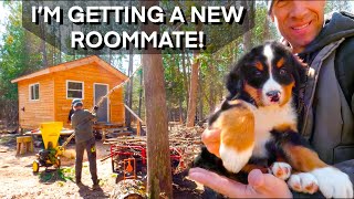 Prepping the Cabin for 8 Week Old Bernese Mountain Dog Puppy 186 [upl. by Erodavlas957]