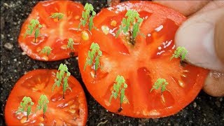 How to Grow Tomatoes from Seed Updated 2021 with Results [upl. by Ullman]