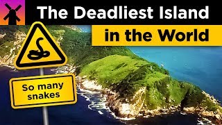 The Deadliest Island in the World Snake Island Explained [upl. by Vanhook]