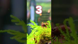 3 TIPS For Keeping Neocaridina Shrimp  Part 3 🦐 shorts [upl. by Thorrlow]