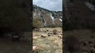 Rüzgar terapisi alucra doğa bear nationalgeographic germany sheepfarming wolf europe köy [upl. by Solhcin]