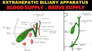 Extrahepatic Biliary Apparatus 34  Blood Supply amp Nerve Supply [upl. by Rosalyn109]