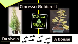 Cipresso Goldcrest Da Vivaio a Bonsai [upl. by Rofotsirk]