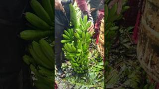 Banana 🍌 Cutting and packing part 165 [upl. by Claudia8]