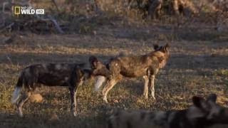 LA MANADA DE PERROS SALVAJES  Documental completo HD National Geographic [upl. by Omrellig]