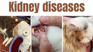 Kidney diseases in cats  Top 10 kidney diseases in cats  Signs of kidney diseases in cats [upl. by Noraa994]