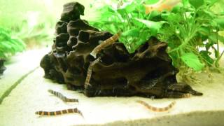 Kuhli Loaches  feeding [upl. by Oulman]