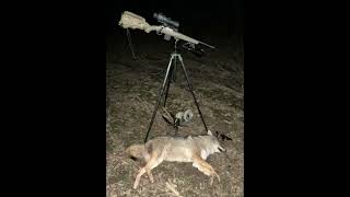 Sightmark Wraith 4K Max Big Male Coyote 11324 [upl. by Netnilc]