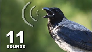 11 Crow Sounds amp Calls [upl. by Eeladnerb]