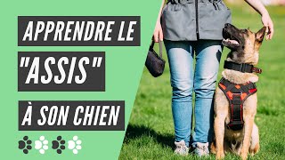 Comment apprendre le assis à son chien [upl. by Ronaele613]