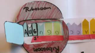 Stop motion Transcriptie en Translatie [upl. by Azila]