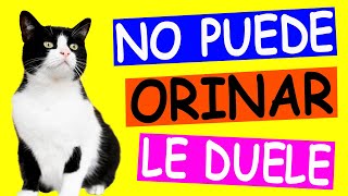 Preguntas Frecuentes sobre la INFECCIÓN URINARIA en Gatos ¡ RESUELTAS [upl. by Cristabel502]