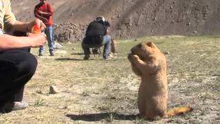 Himalayan Marmots [upl. by Hoagland]