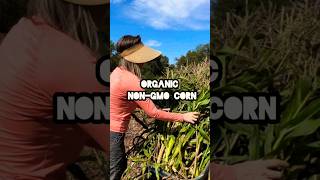 Organic NonGMO Corn [upl. by Wiese400]