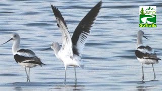 American avocet birds feeding amp in flight [upl. by Netsrejk]