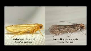 Clothes Moth Identification [upl. by Llennahc85]