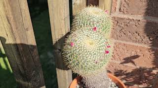 Mammillaria muehlenpfordtii in bloom August 2024 [upl. by Hu]