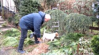 Fun with  Hecke Schneiden und Häckseln  Cutting a hedge and chipping the branches [upl. by Mode]