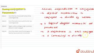 During conjugation in Paramecium [upl. by Kramer]