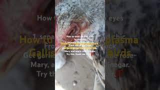 How to treat swollen eyes in chickens mycoplasma gallisepticum [upl. by Arezzini]