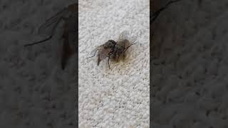 How Does a Housefly Poop [upl. by David288]