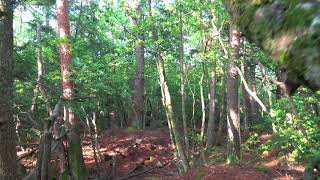 Aokigahara  The first series in one with extra footage Going deep [upl. by Tevlev]