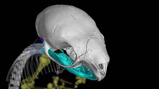 Coendou rothschildi ummzmammals62534 [upl. by Latsyrd]