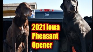 2021 Iowa Pheasant Opener  DOZENS OF BIRDS [upl. by Lepine283]