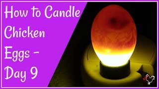 How to Candle Chicken Eggs Day 9 of Incubation [upl. by Yreffej]