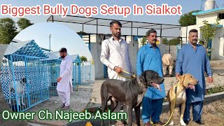 Biggest Bully Dogs Setup In Sialkot  Owner Ch Najeeb Aslam  Rehan Thekedar [upl. by Rashida964]