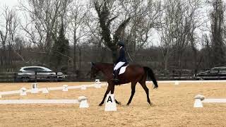 Morven Park Dressage 2024  Junior Training [upl. by Nneb699]