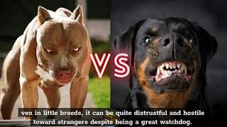 Pitbull Dog Vs Rottweiler Dog [upl. by Sera504]